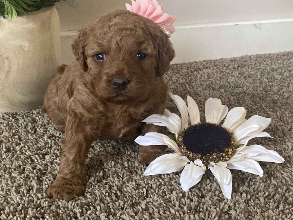 Sunny - Toy Goldendoodle Girl