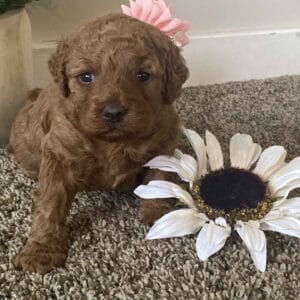Sunny - Toy Goldendoodle Girl
