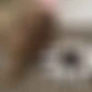 Sunny - Toy Goldendoodle Girl
