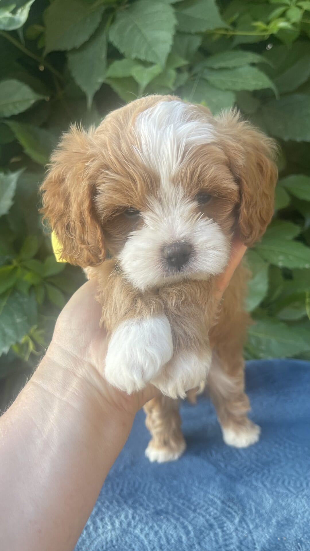 Roady - Micro Cavapoo Boy - Image 17