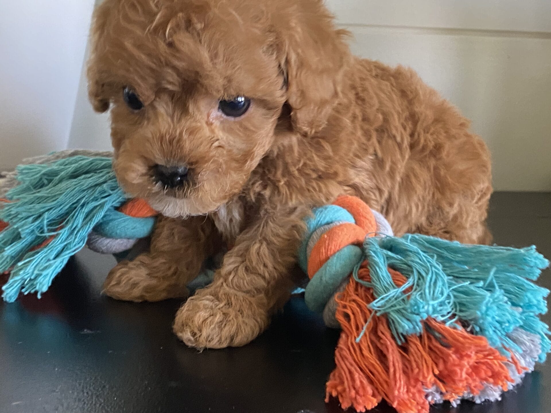 Bert - Micro Goldendoodle Boy - Image 33