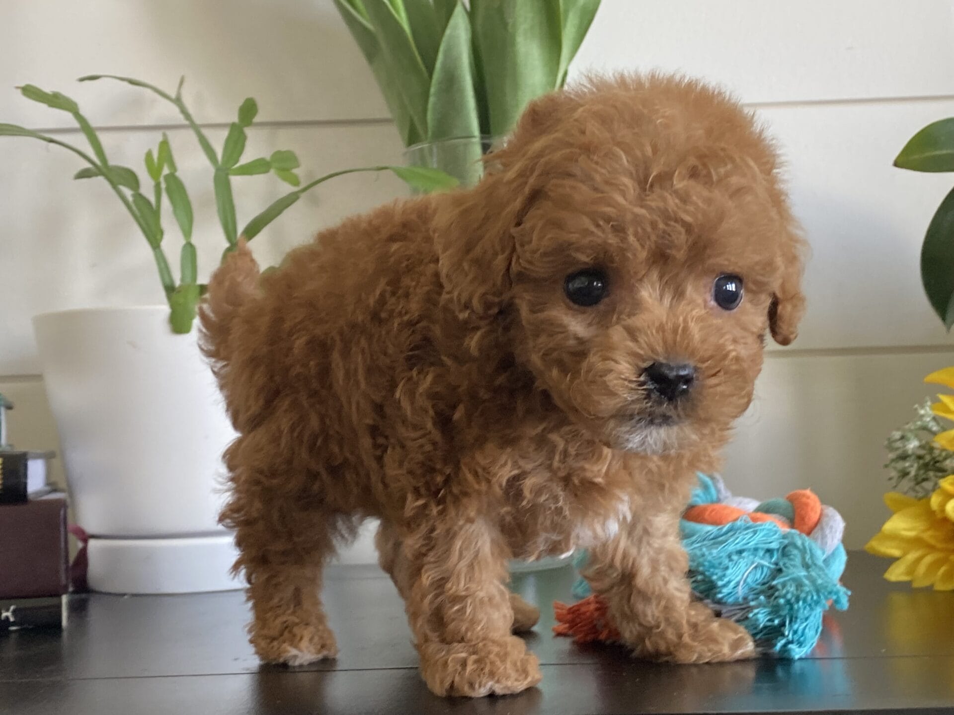 Bert - Micro Goldendoodle Boy - Image 31