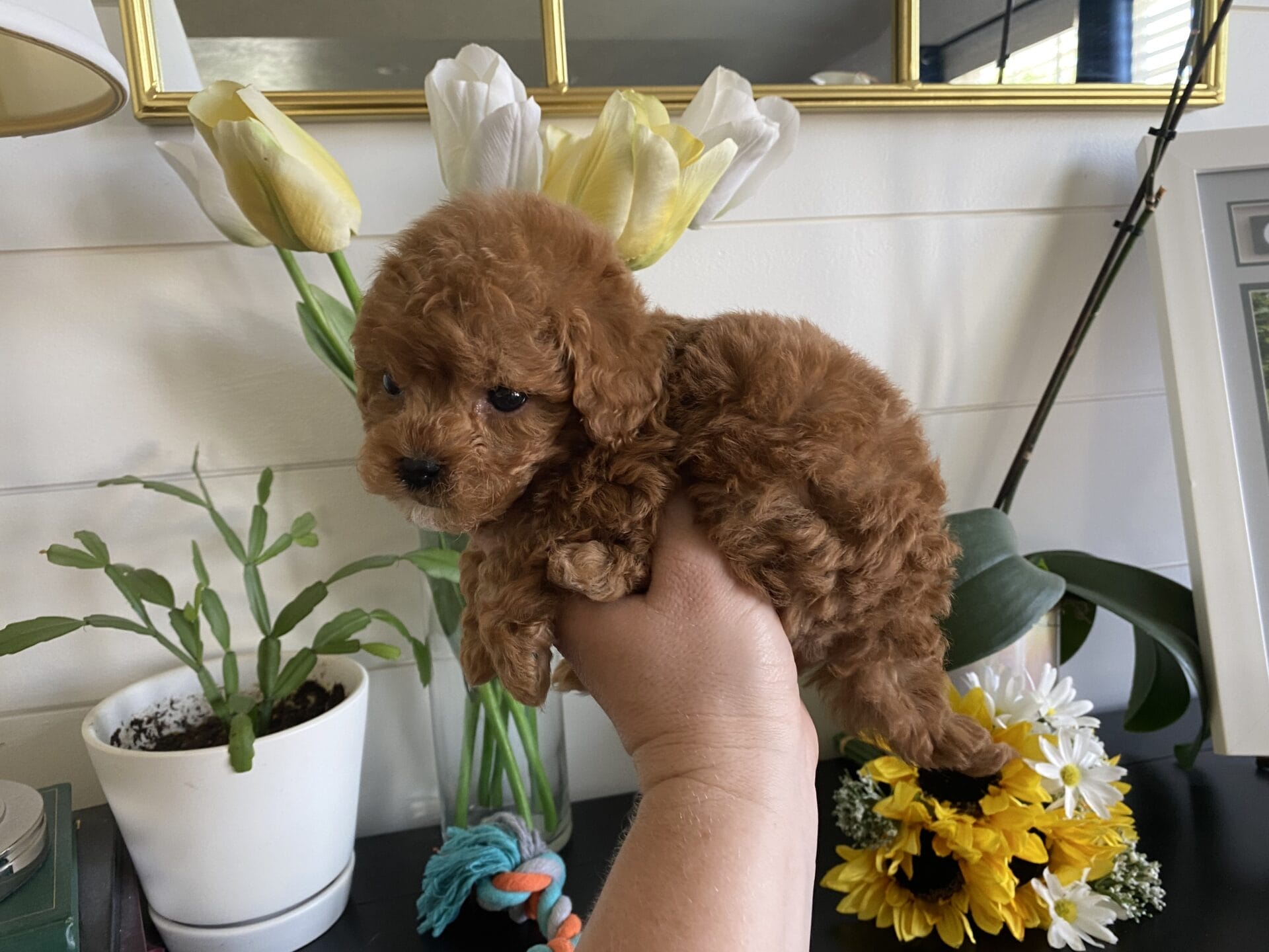 Bert - Micro Goldendoodle Boy - Image 29
