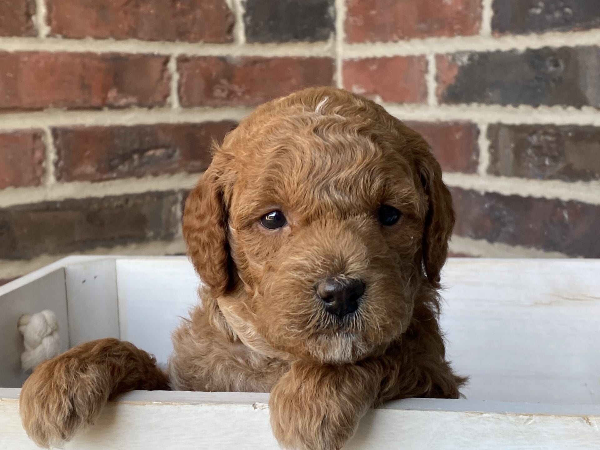 Duke - Teacup Goldendoodle Boy - Image 30