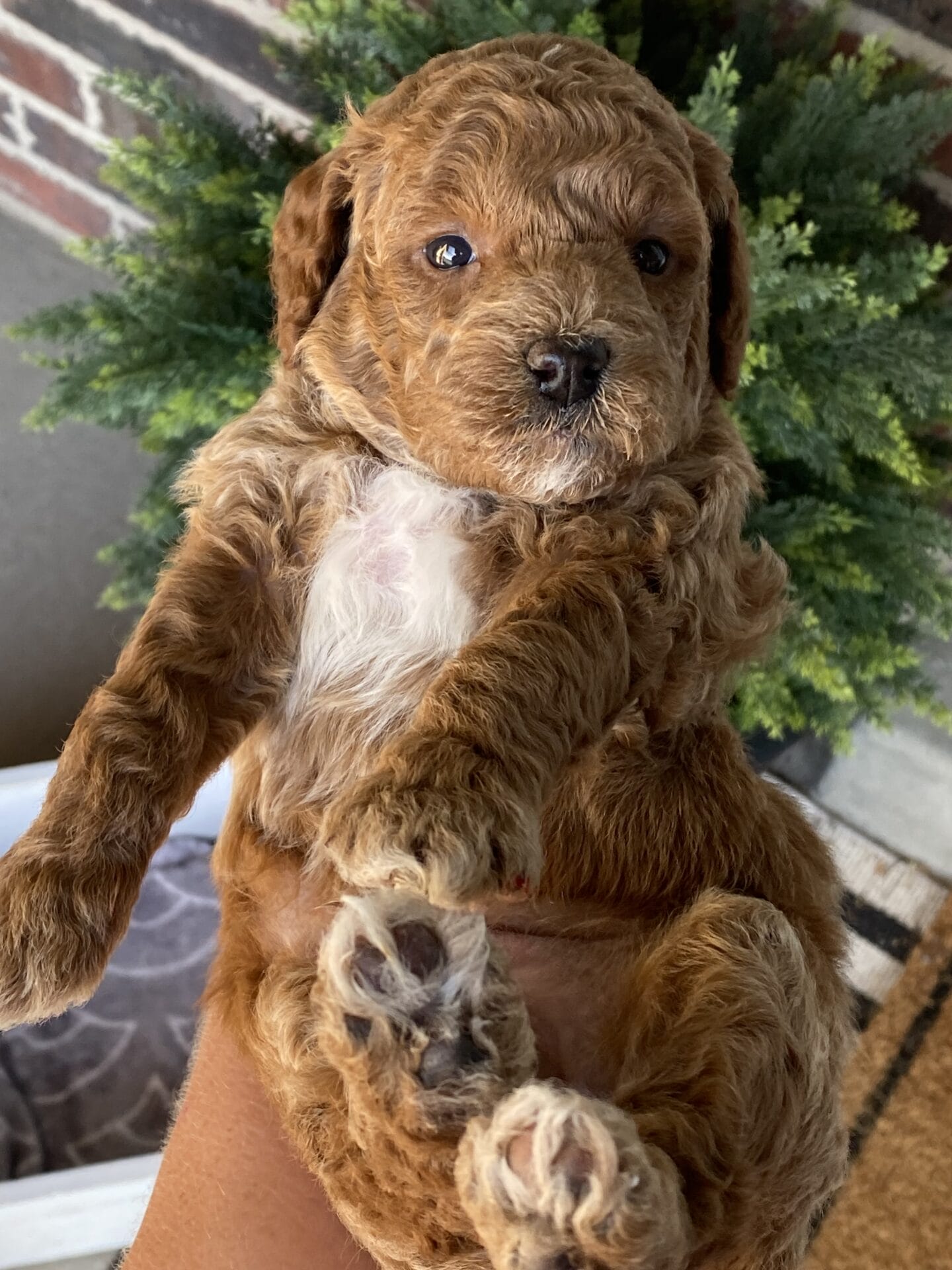 Duke - Teacup Goldendoodle Boy - Image 28