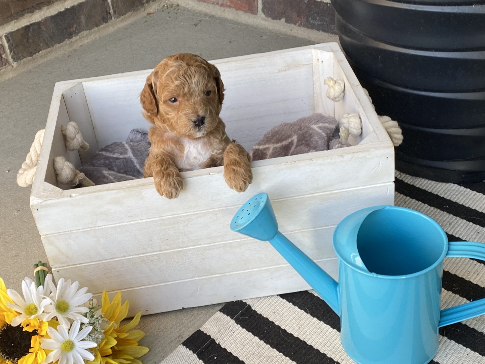 Tucker - Micro Goldendoodle Boy - Image 31