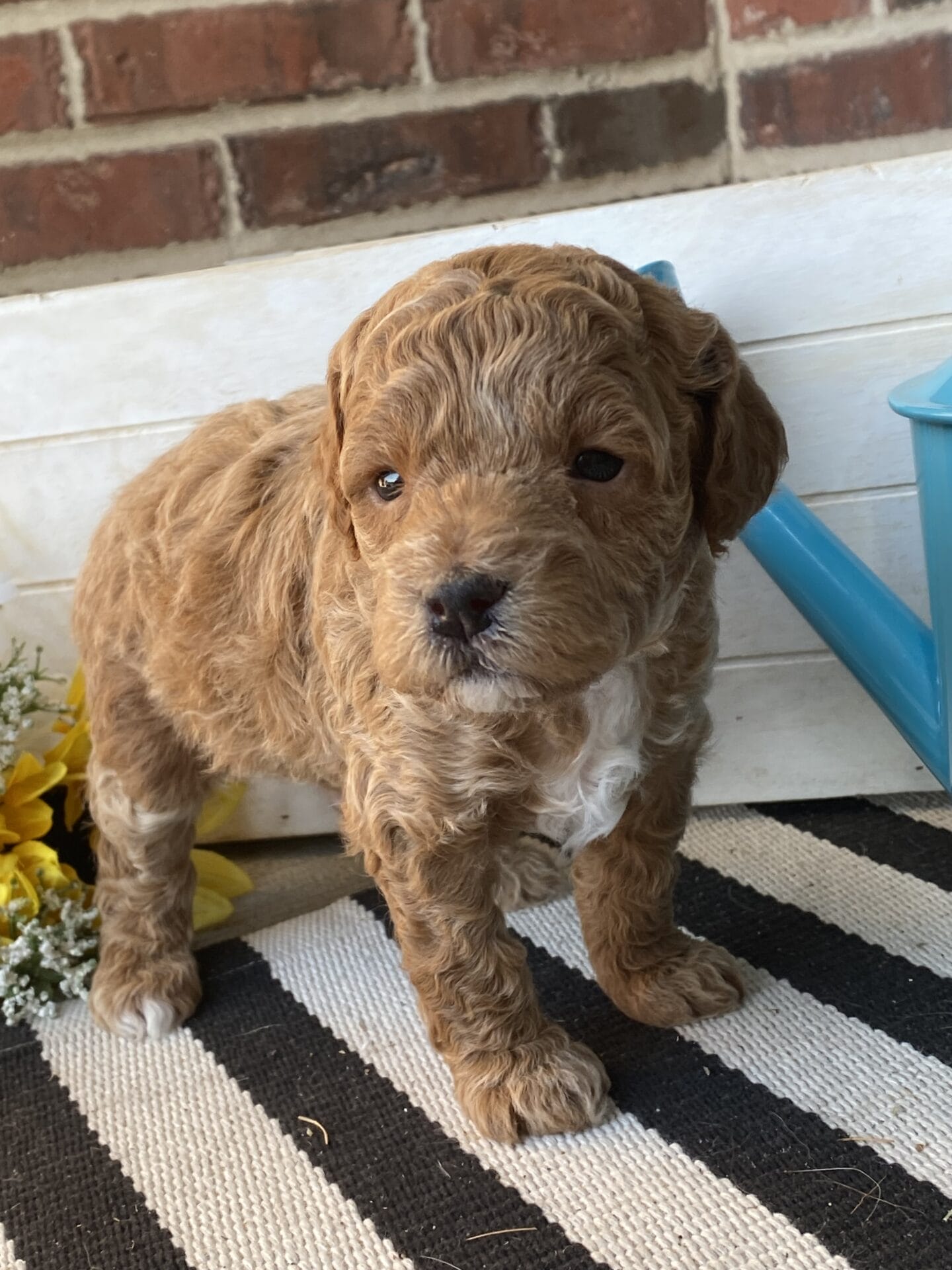 Tucker - Micro Goldendoodle Boy - Image 34