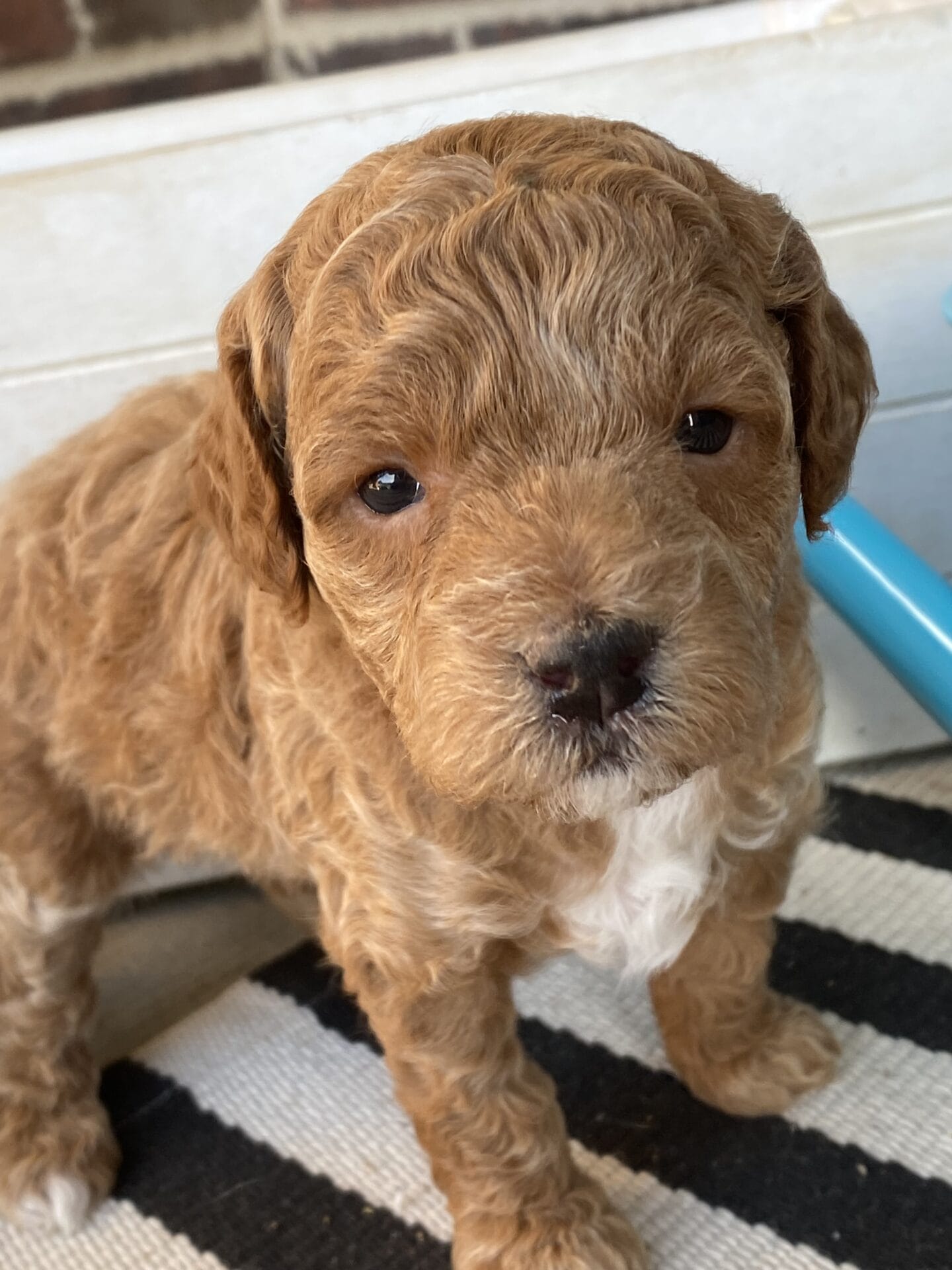 Tucker - Micro Goldendoodle Boy - Image 35