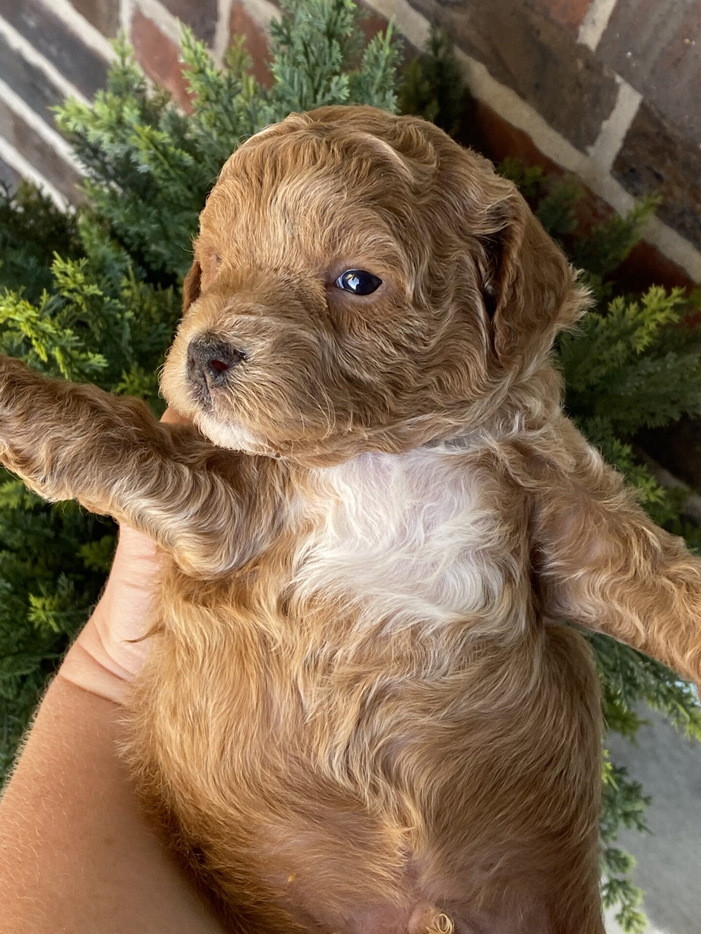 Tucker - Micro Goldendoodle Boy - Image 33