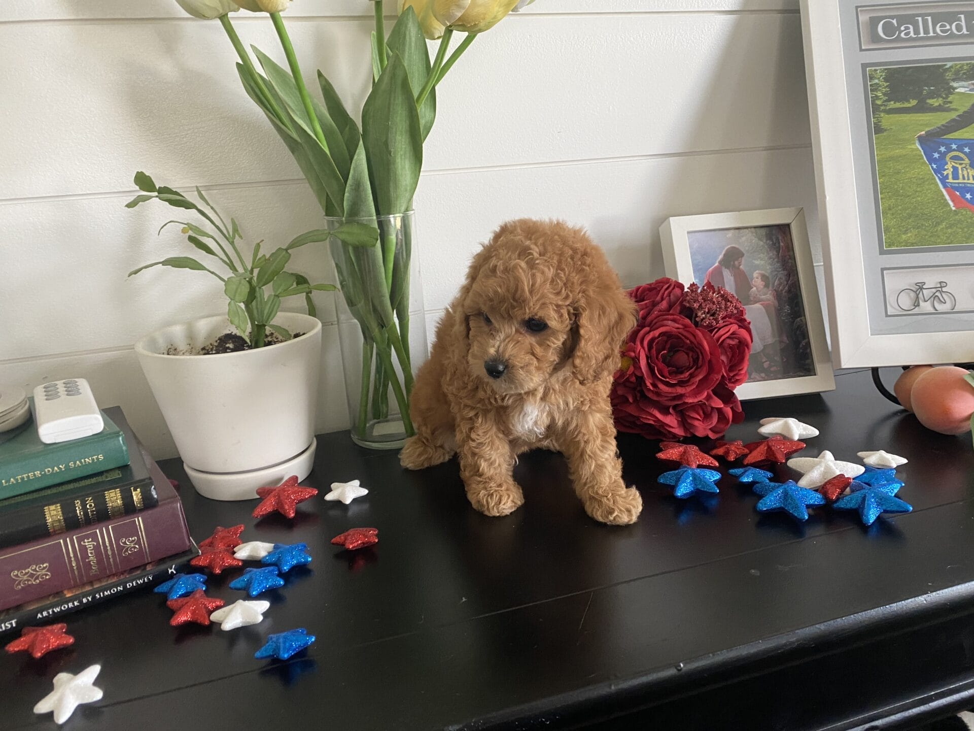 Snuffy - Teacup Goldendoodle Boy - Image 35
