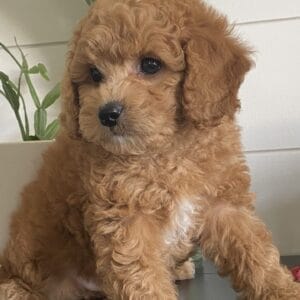 Snuffy - Teacup Goldendoodle Boy