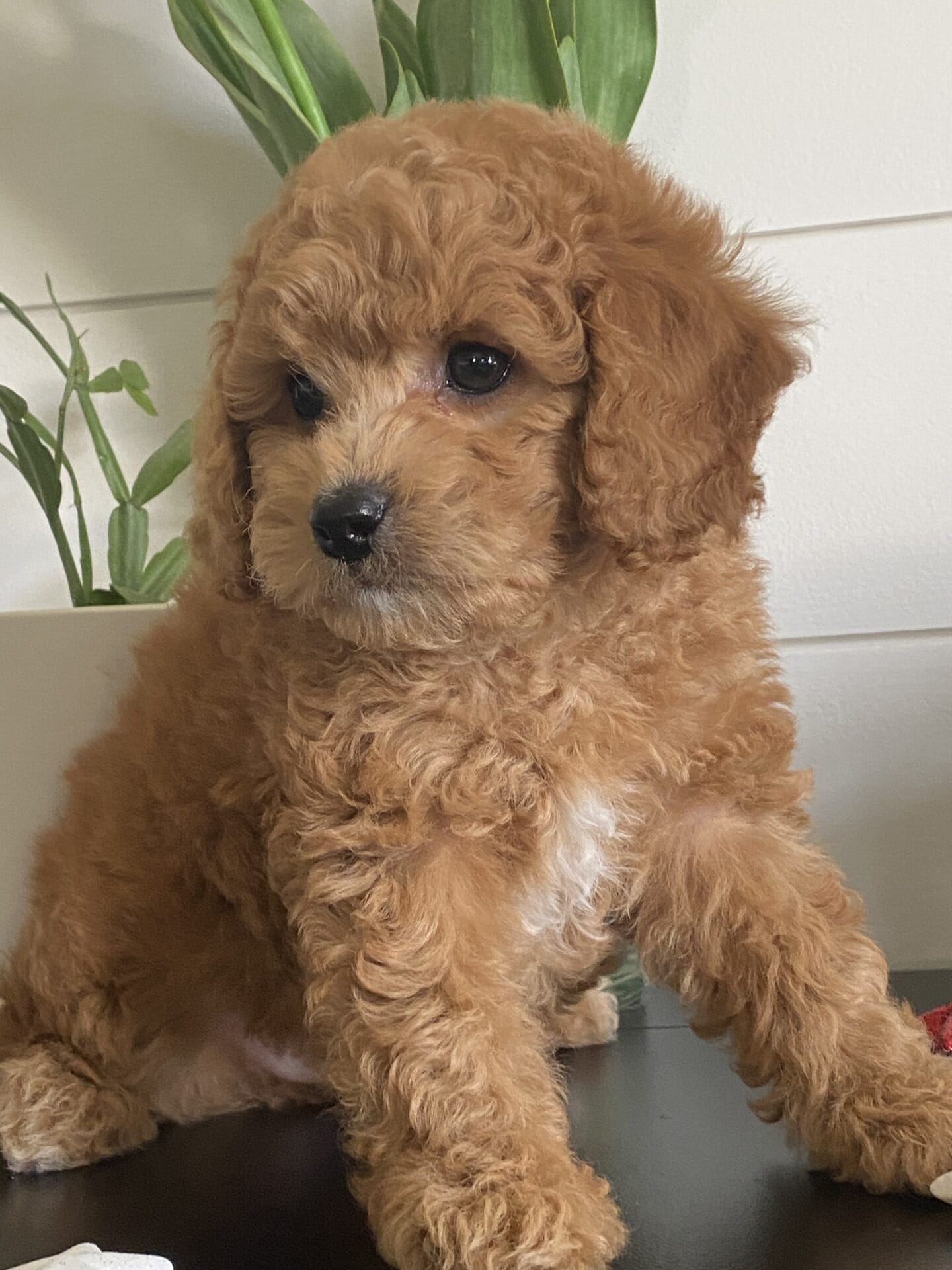 Snuffy - Teacup Goldendoodle Boy - Image 37