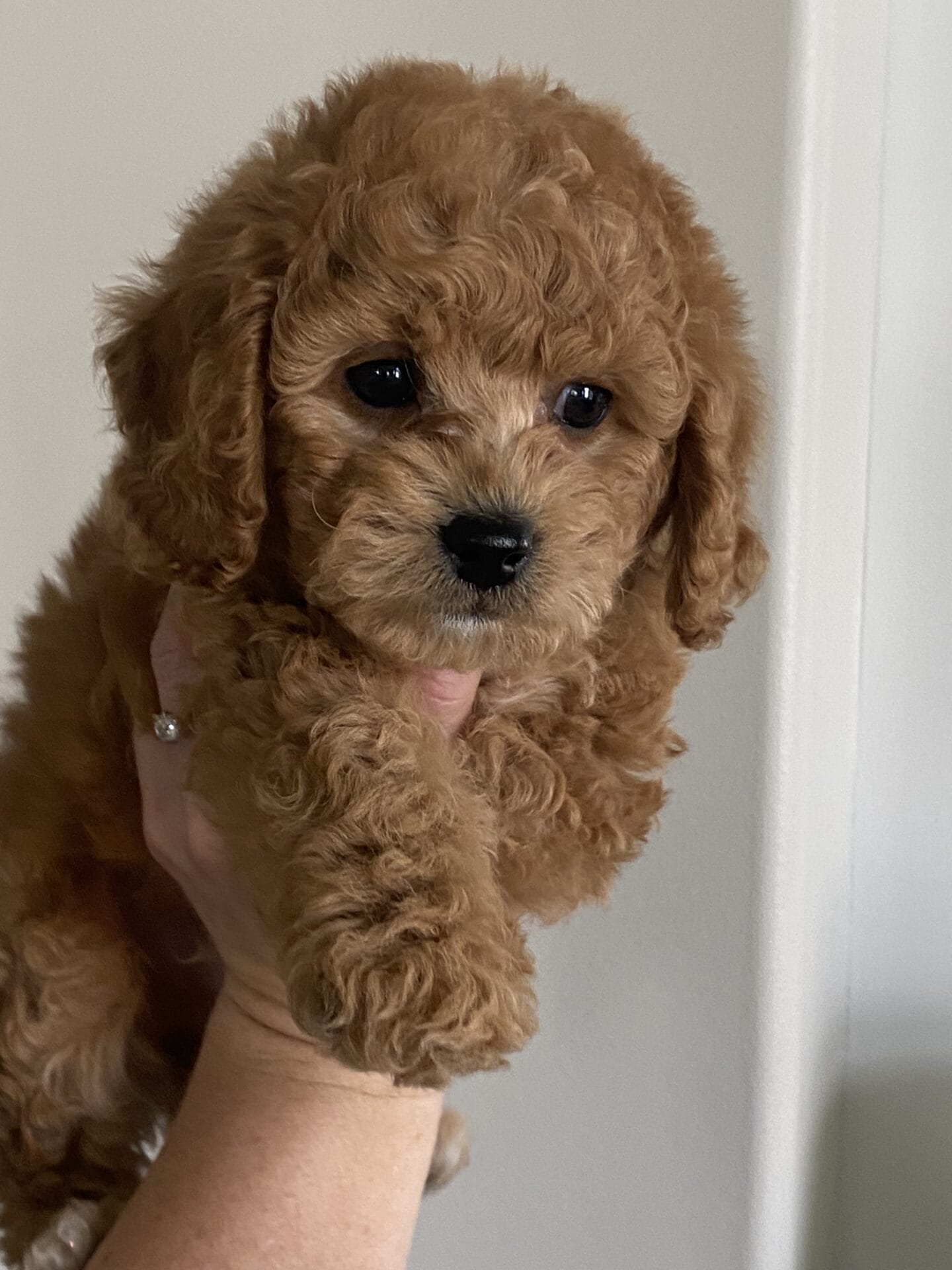 Snuffy - Teacup Goldendoodle Boy - Image 34