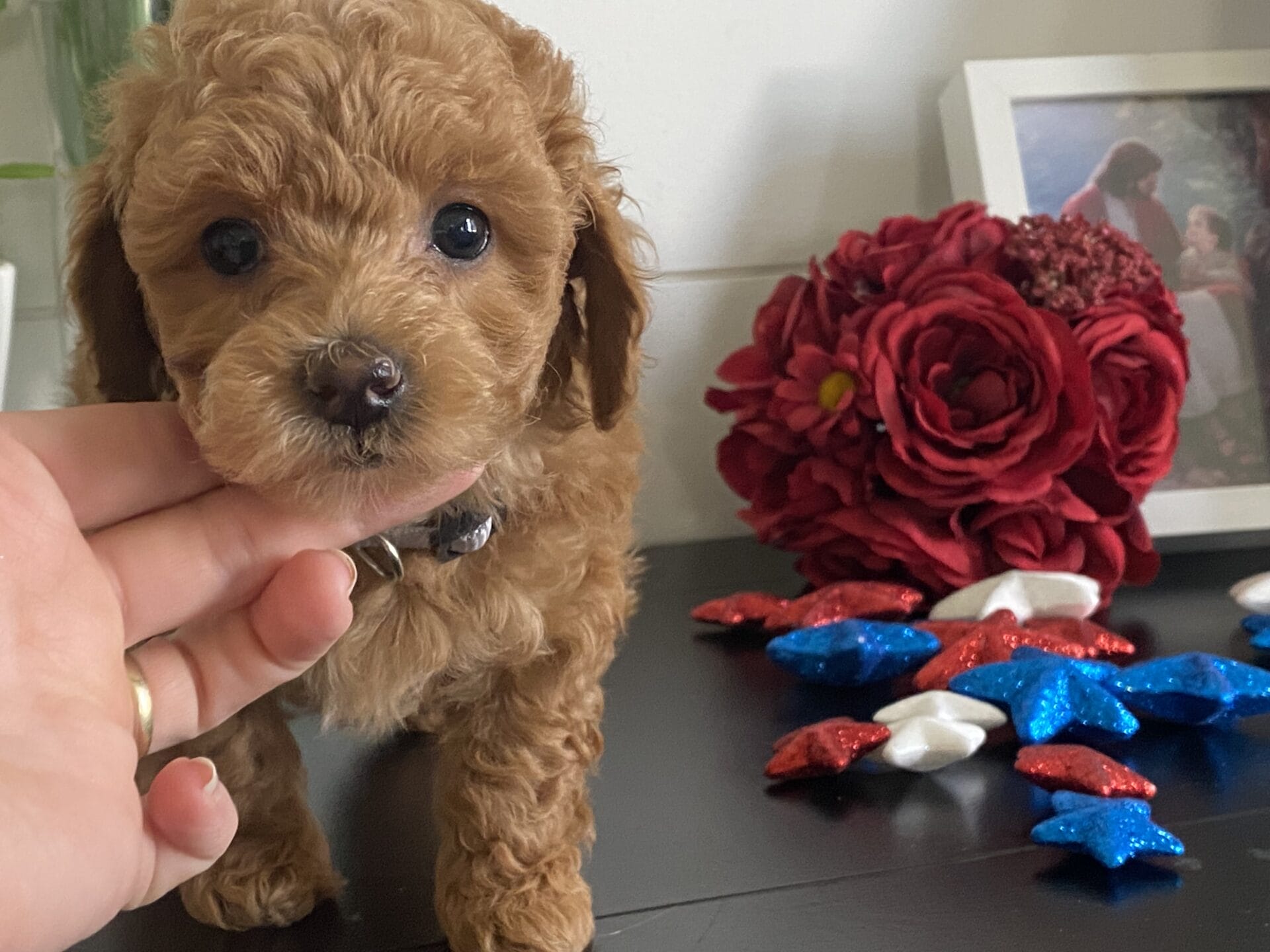 Ernie - Micro Goldendoodle Boy - Image 37