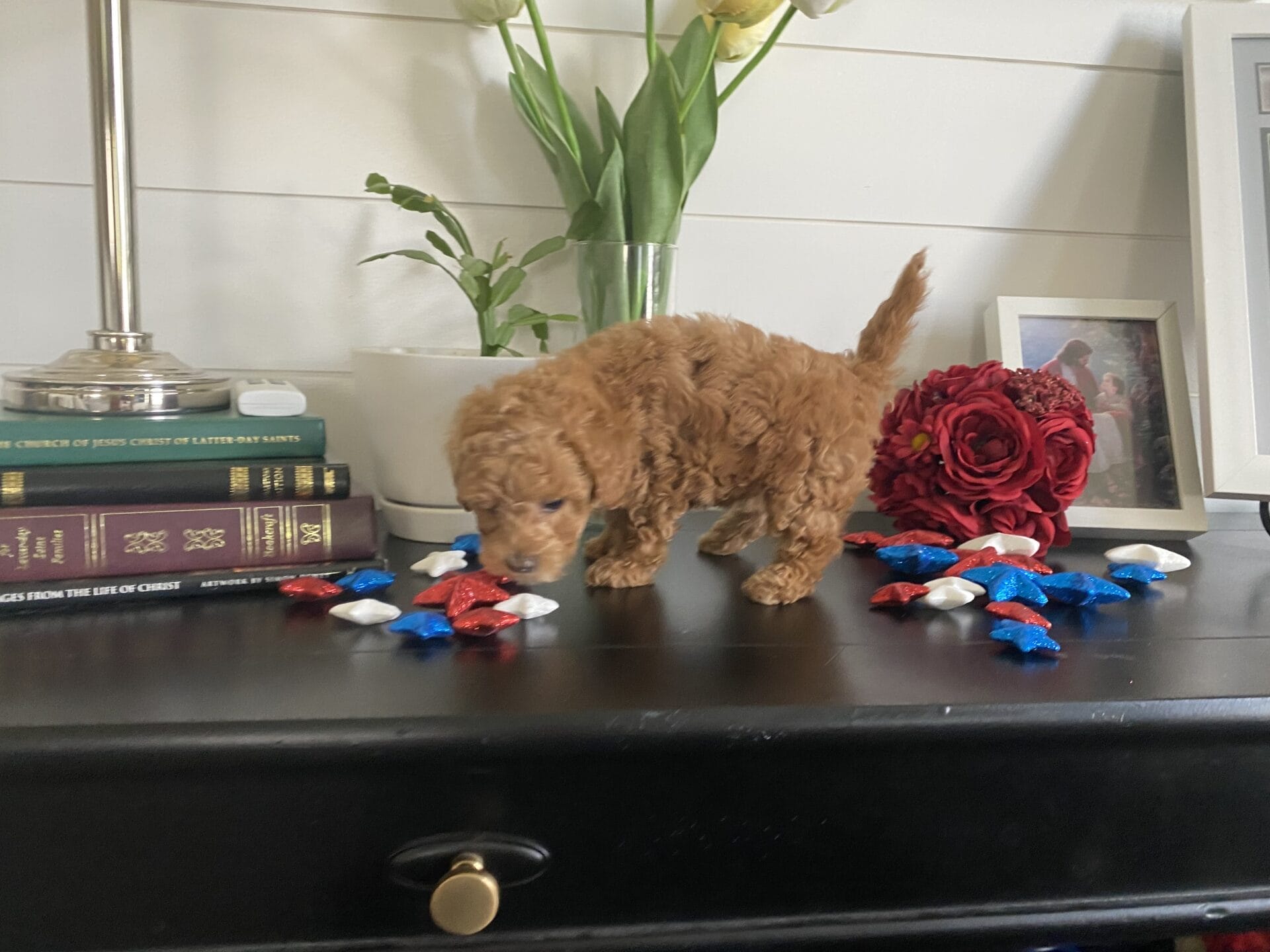 Ernie - Micro Goldendoodle Boy - Image 38