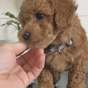 Ernie - Micro Goldendoodle Boy