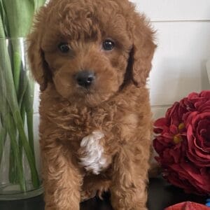 Barkley - Teacup Goldendoodle Boy