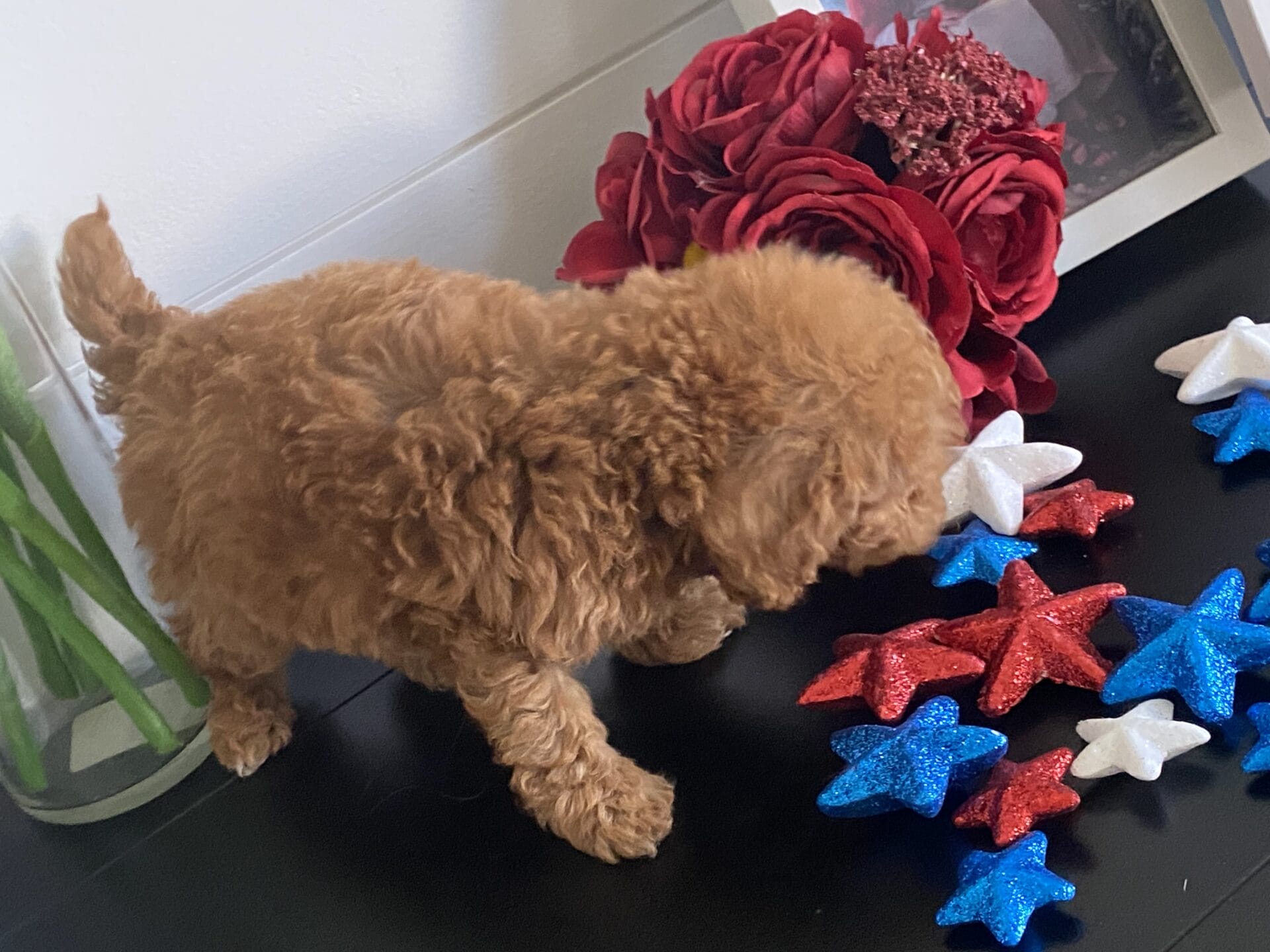 Bert - Micro Goldendoodle Boy - Image 35