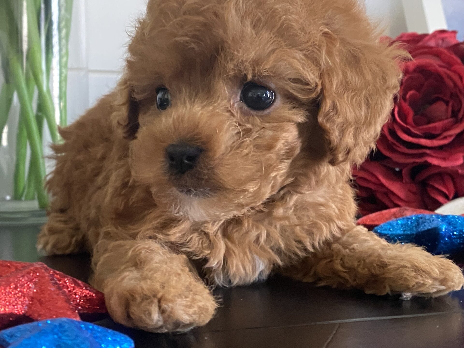 Bert - Micro Goldendoodle Boy - Image 37