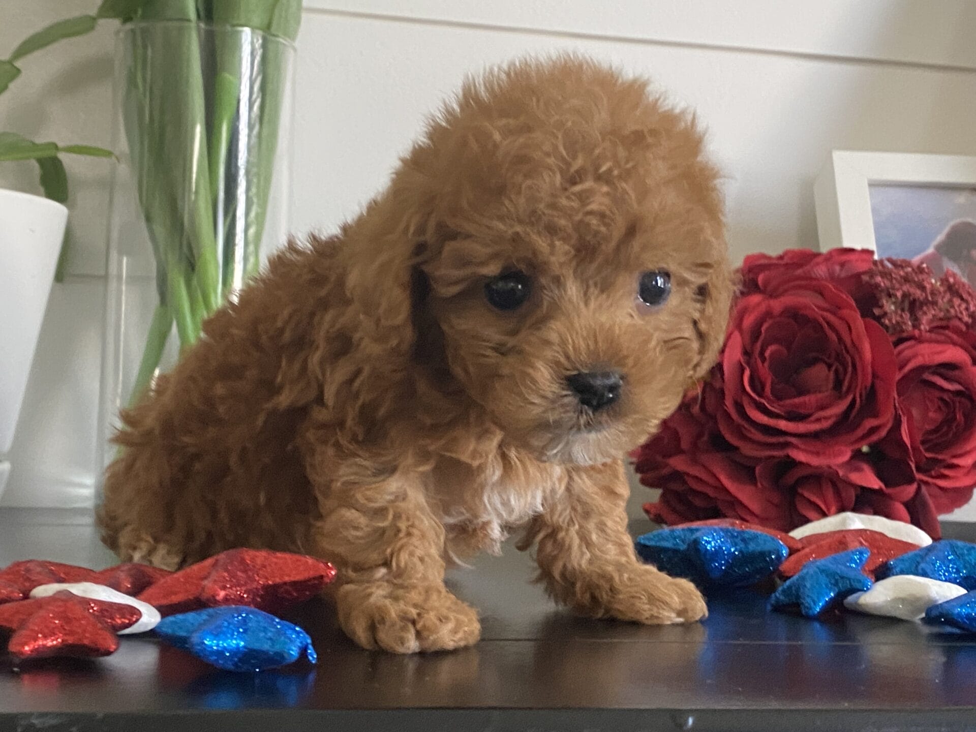 Bert - Micro Goldendoodle Boy - Image 38