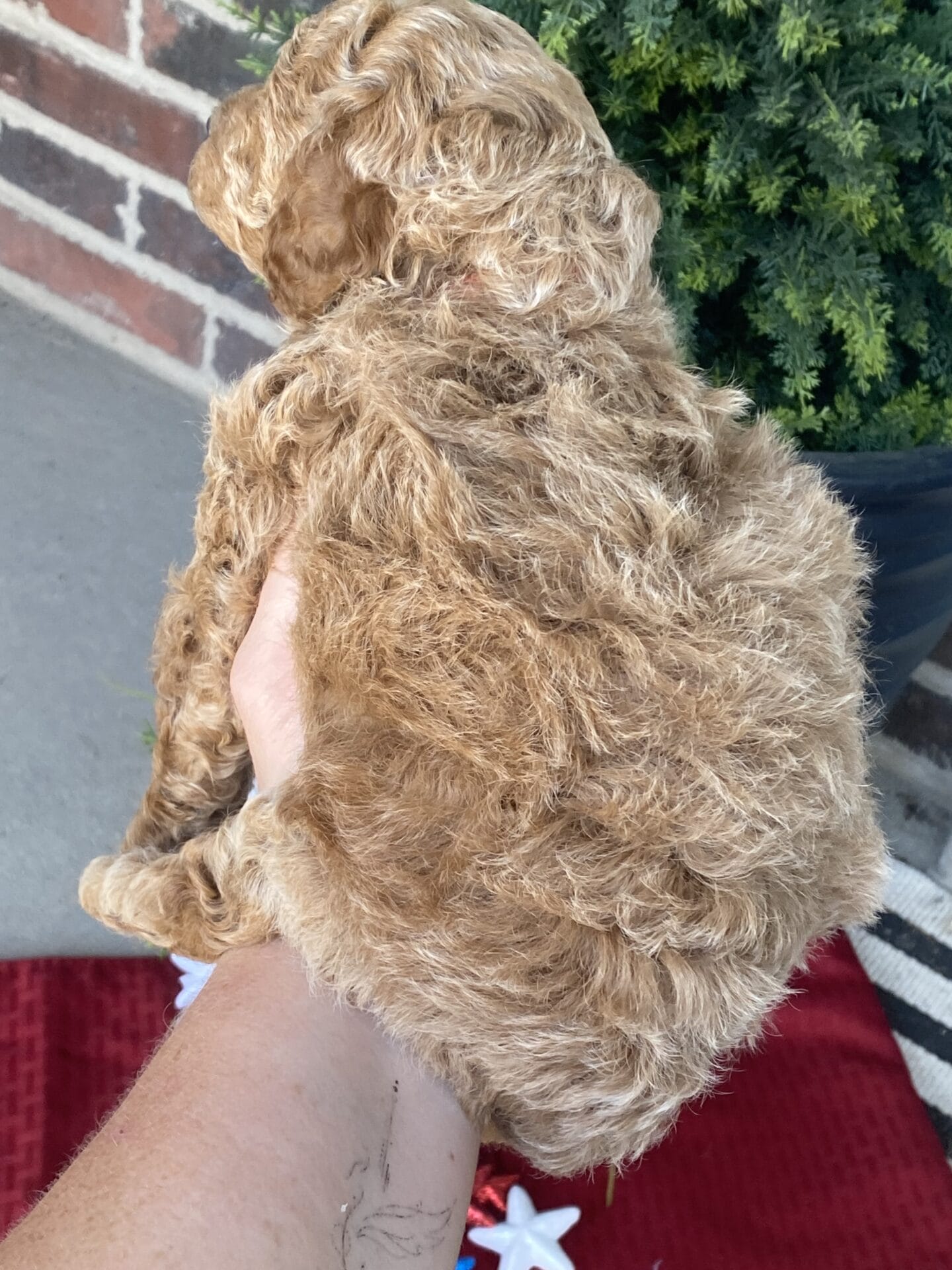 Tucker - Micro Goldendoodle Boy - Image 36