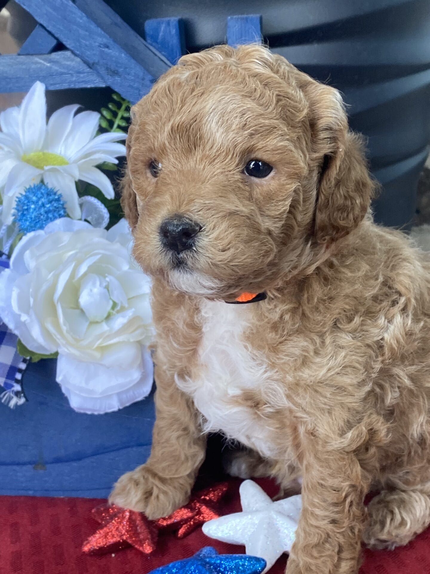 Tucker - Micro Goldendoodle Boy - Image 40