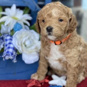 Tucker - Micro Goldendoodle Boy