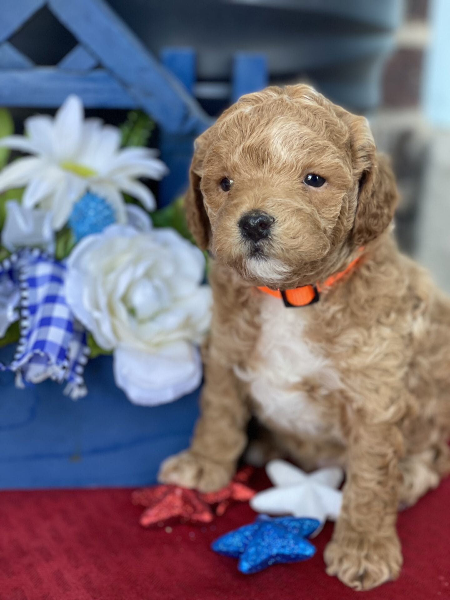 Tucker - Micro Goldendoodle Boy - Image 39