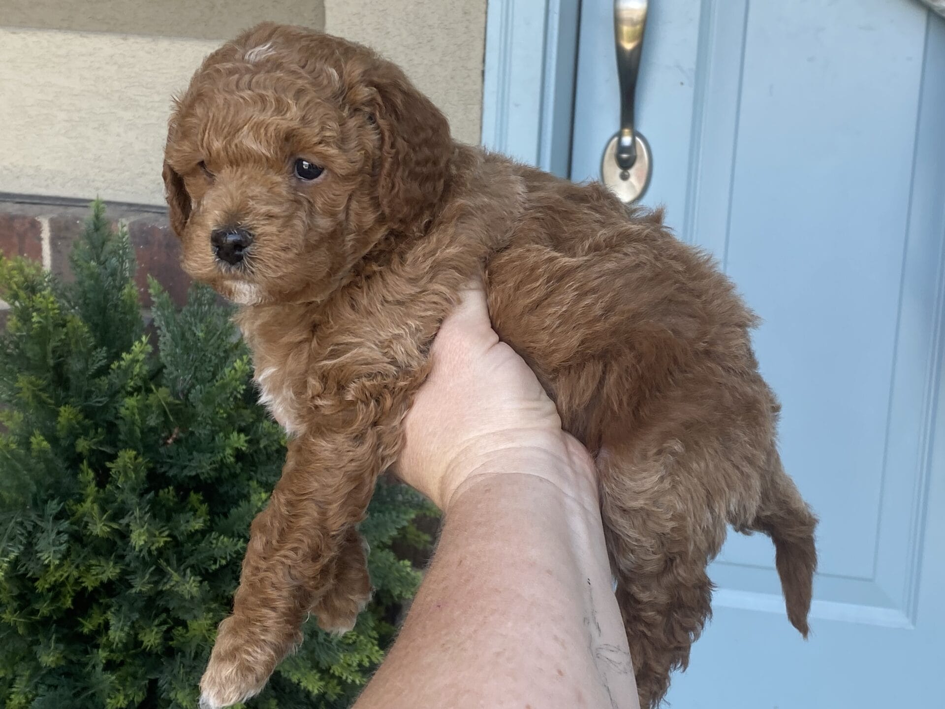 Duke - Teacup Goldendoodle Boy - Image 32