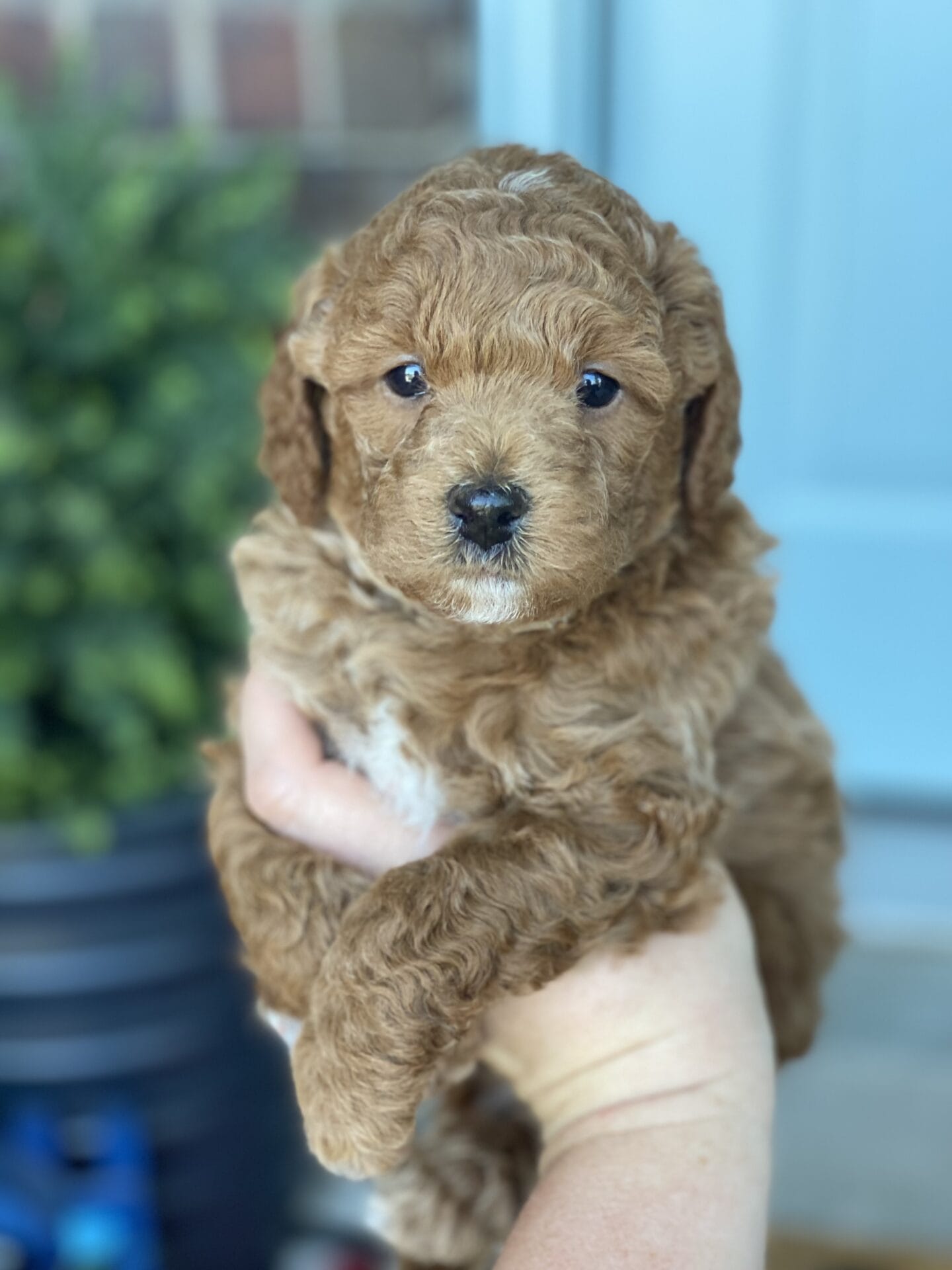 Duke - Teacup Goldendoodle Boy - Image 31