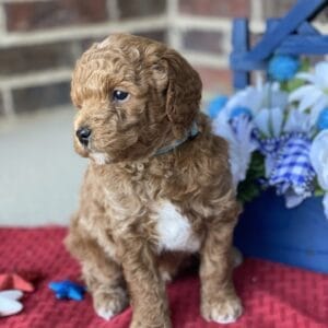 Duke - Teacup Goldendoodle Boy