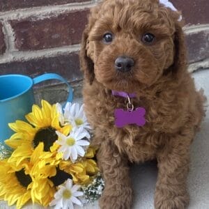 Sunny - Mini Goldendoodle Girl