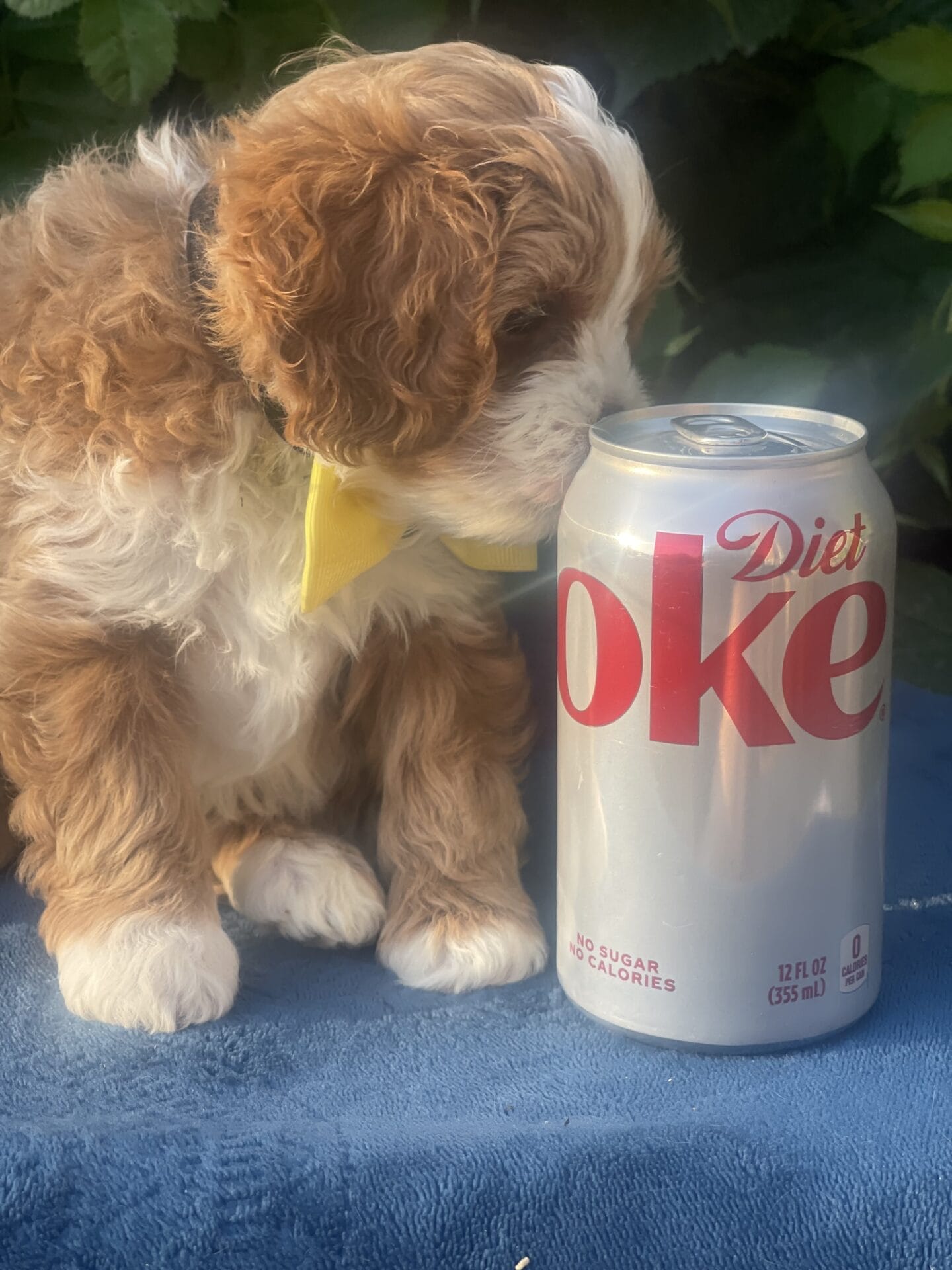 Roady - Micro Cavapoo Boy - Image 16