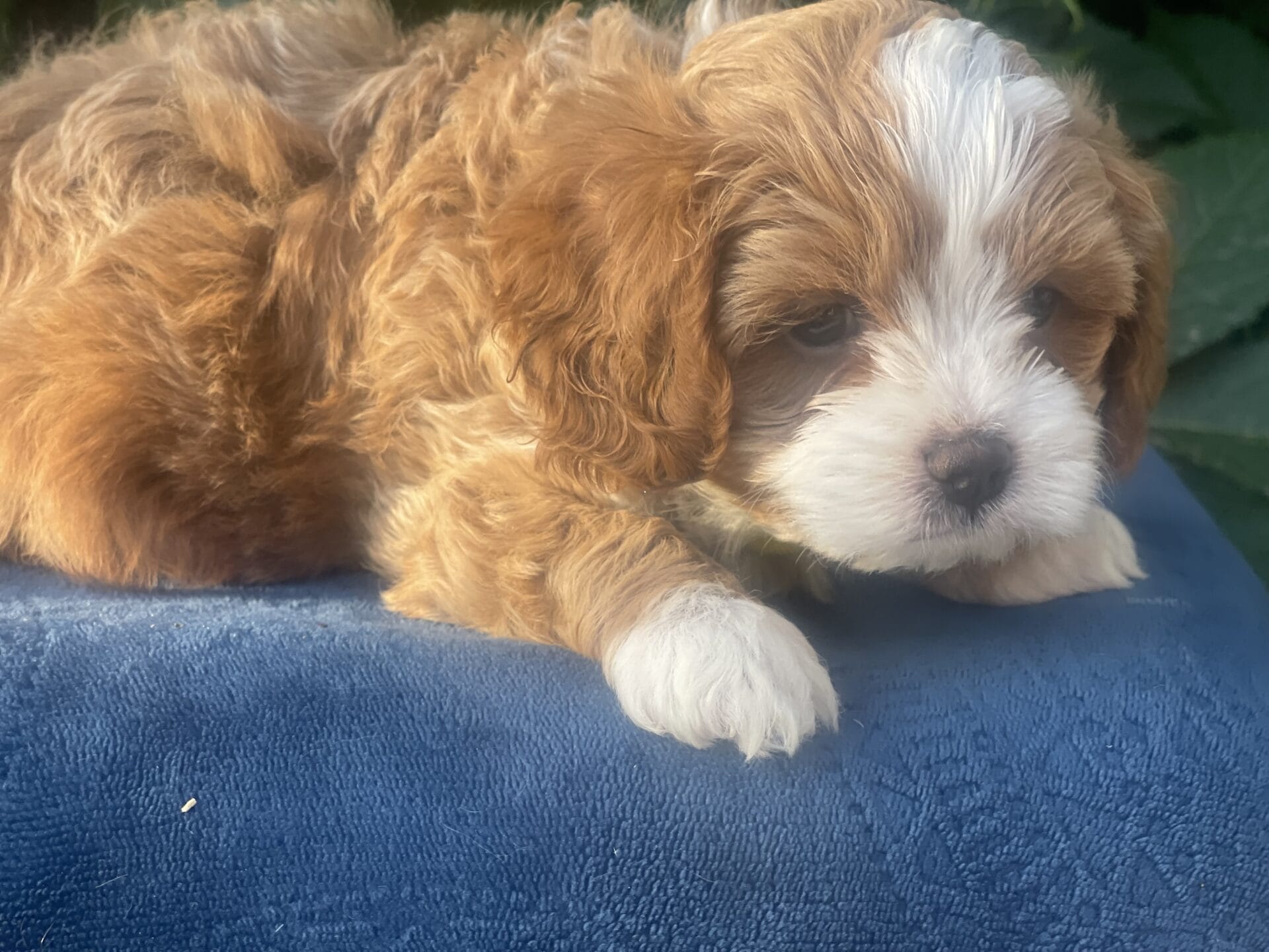 Roady - Micro Cavapoo Boy - Image 19