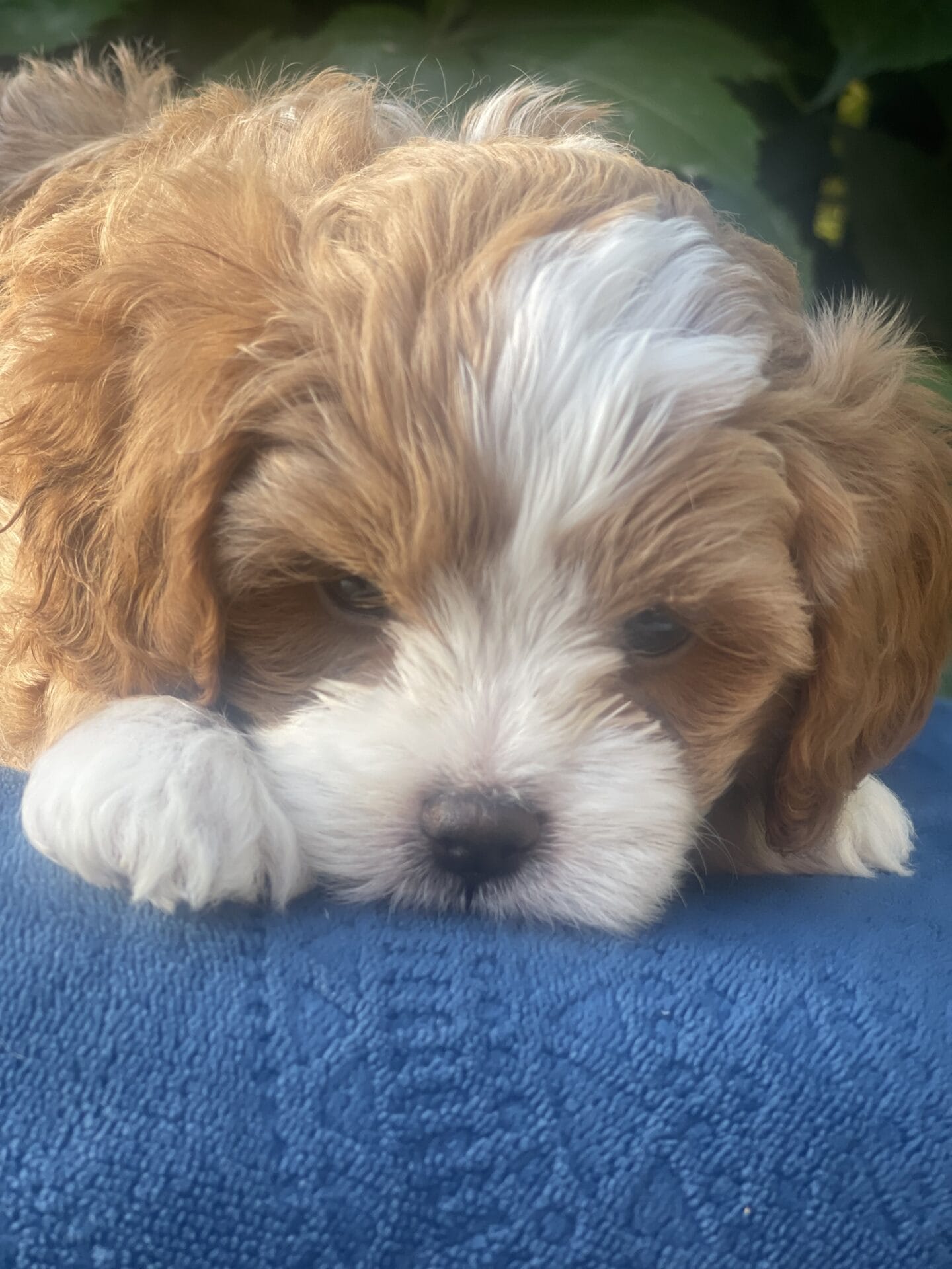 Roady - Micro Cavapoo Boy - Image 18