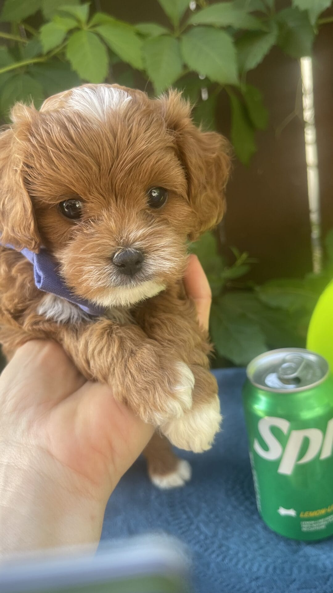 Rocky - Micro Cavapoo Boy - Image 17