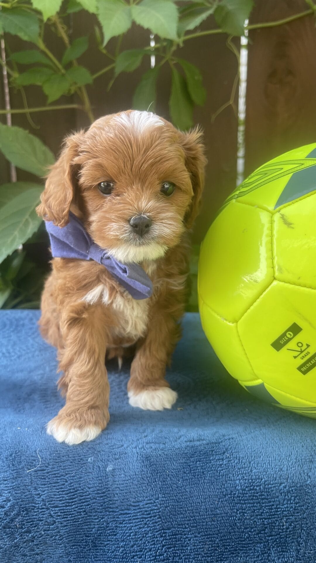 Rocky - Micro Cavapoo Boy - Image 16