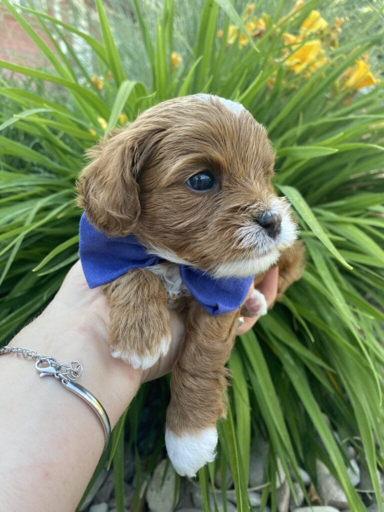 Rocky - Micro Cavapoo Boy