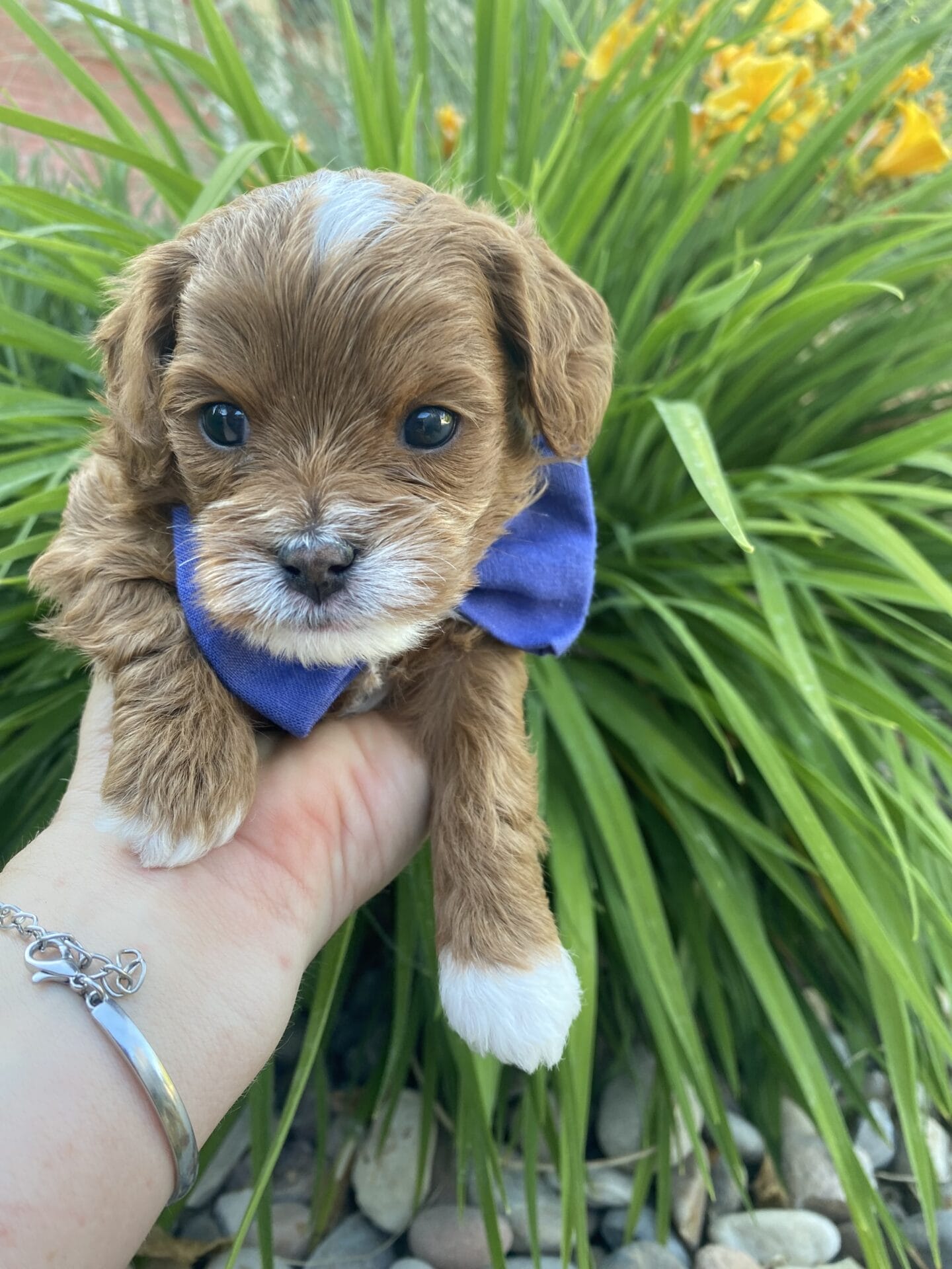 Rocky - Micro Cavapoo Boy - Image 13