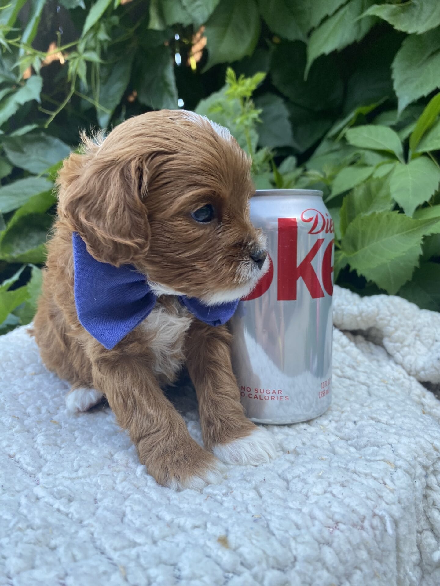 Rocky - Micro Cavapoo Boy - Image 14