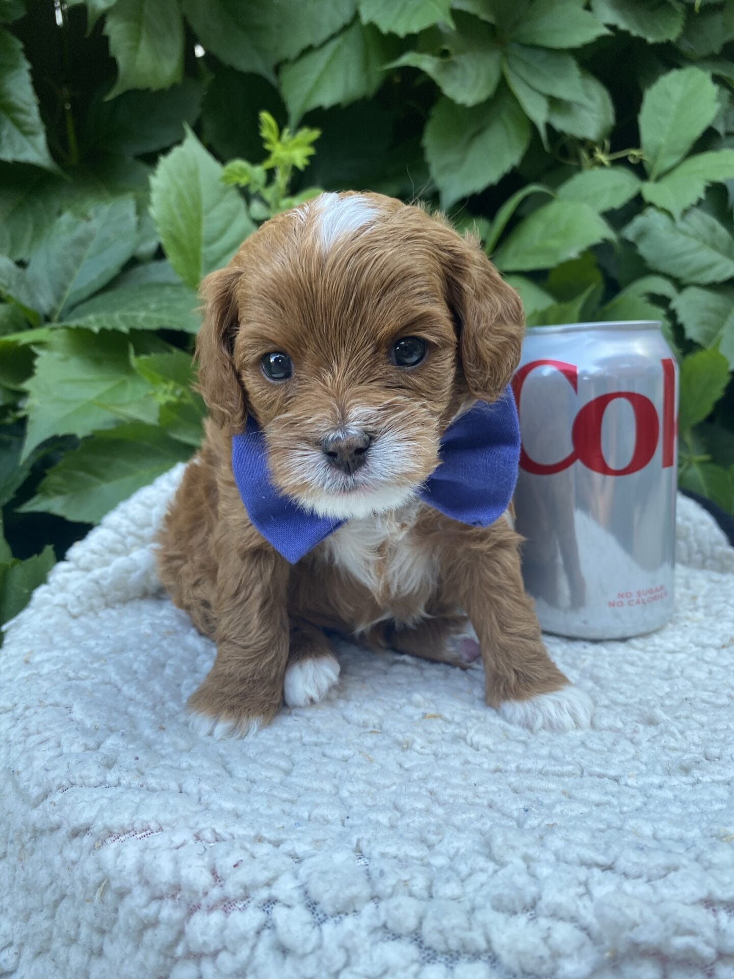 Rocky - Micro Cavapoo Boy - Image 12
