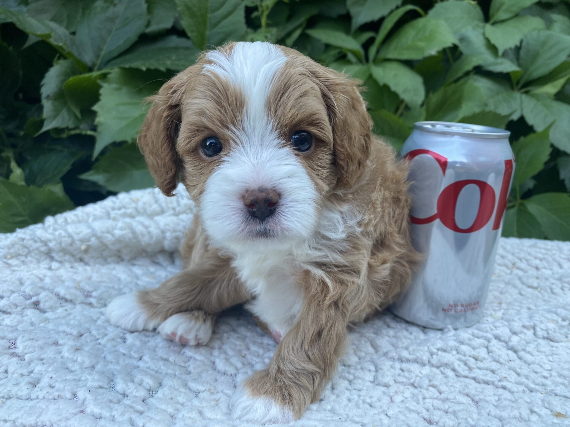 Roady - Micro Cavapoo Boy - Image 9