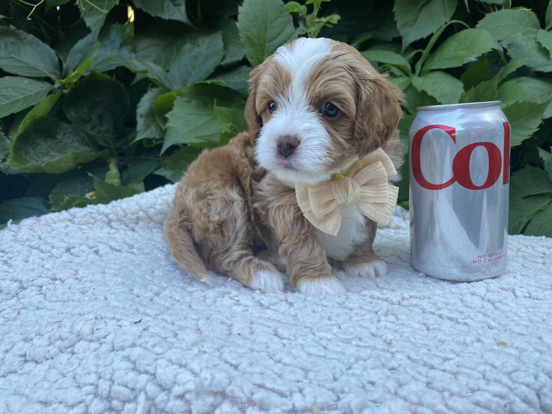 Roady - Micro Cavapoo Boy - Image 10