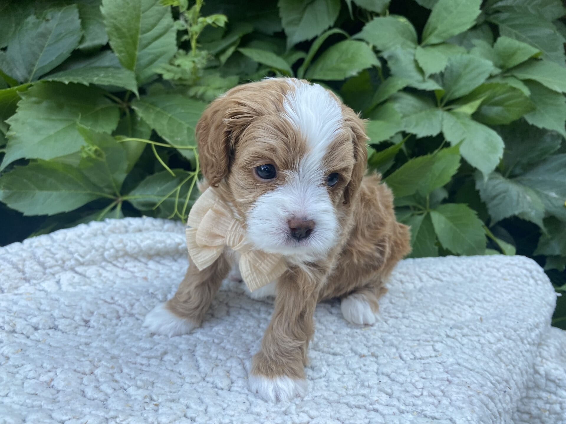 Roady - Micro Cavapoo Boy - Image 12