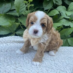 Roady - Micro Cavapoo Boy