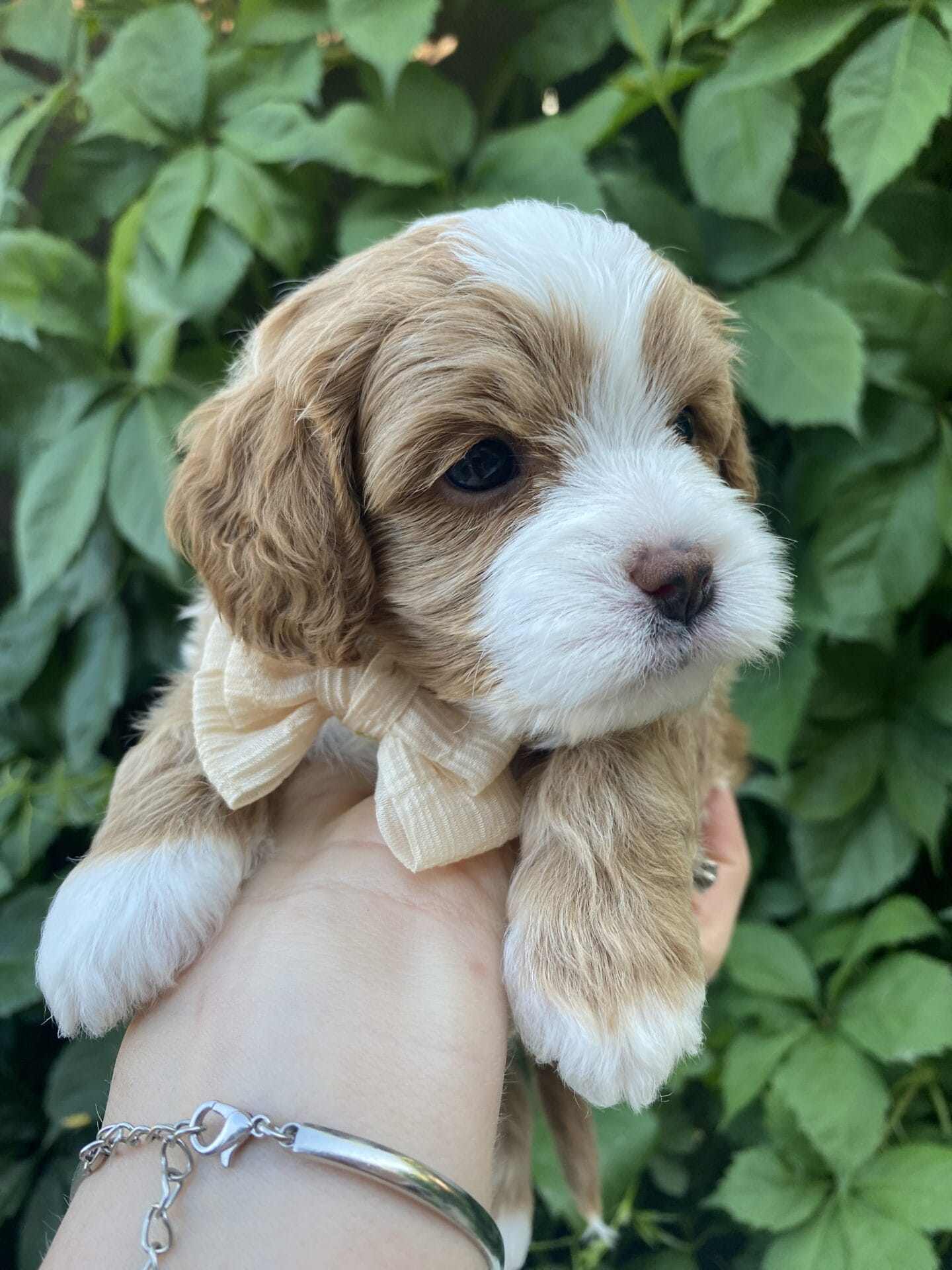 Roady - Micro Cavapoo Boy - Image 13