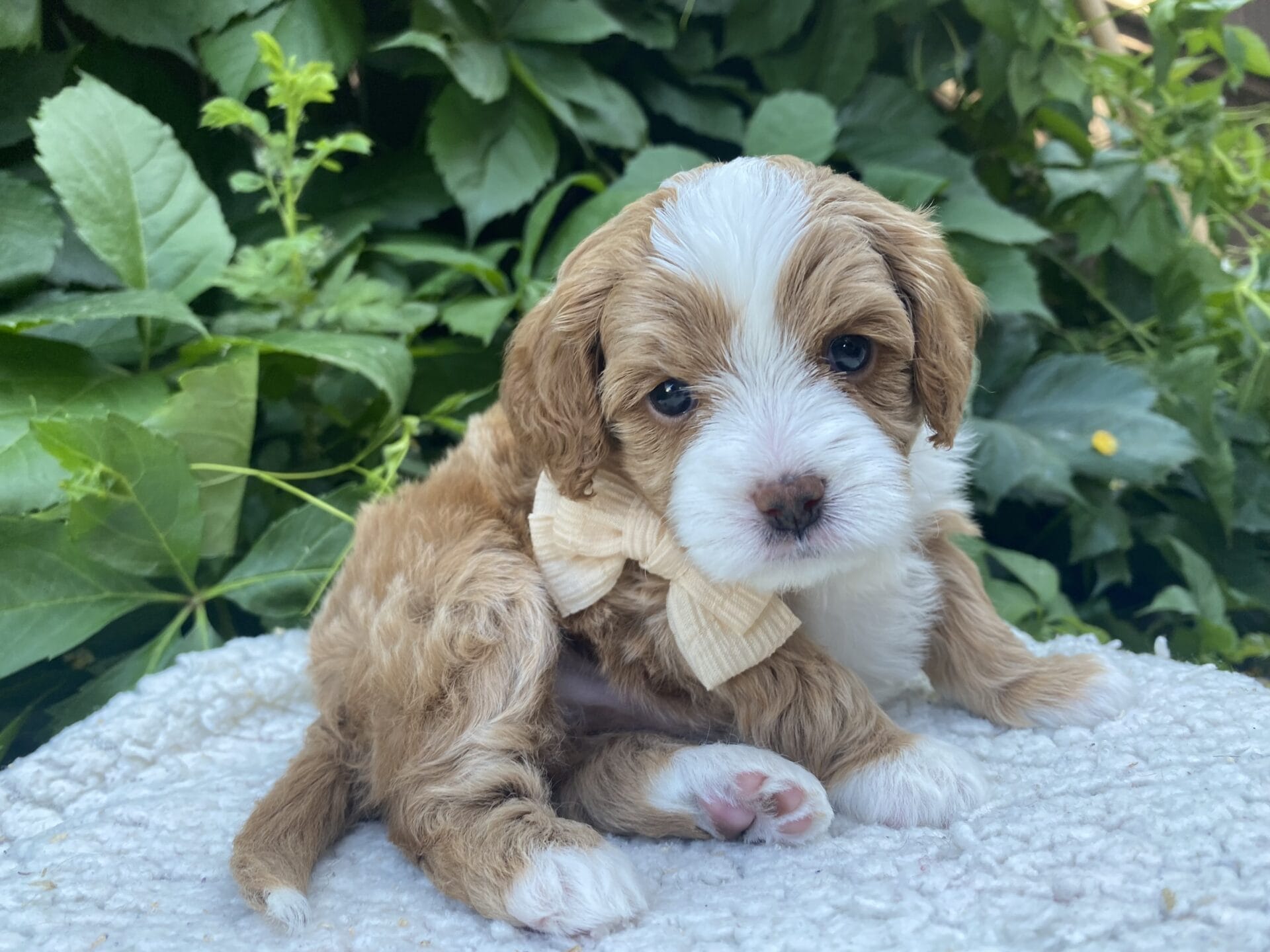Roady - Micro Cavapoo Boy - Image 14