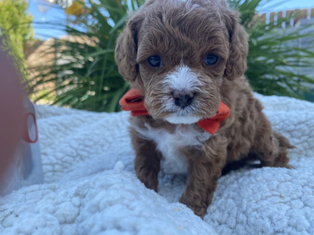 Napoleon - Micro Cavapoo Boy