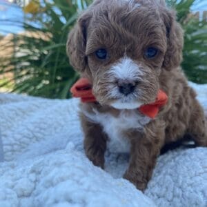 Napoleon - Micro Cavapoo Boy