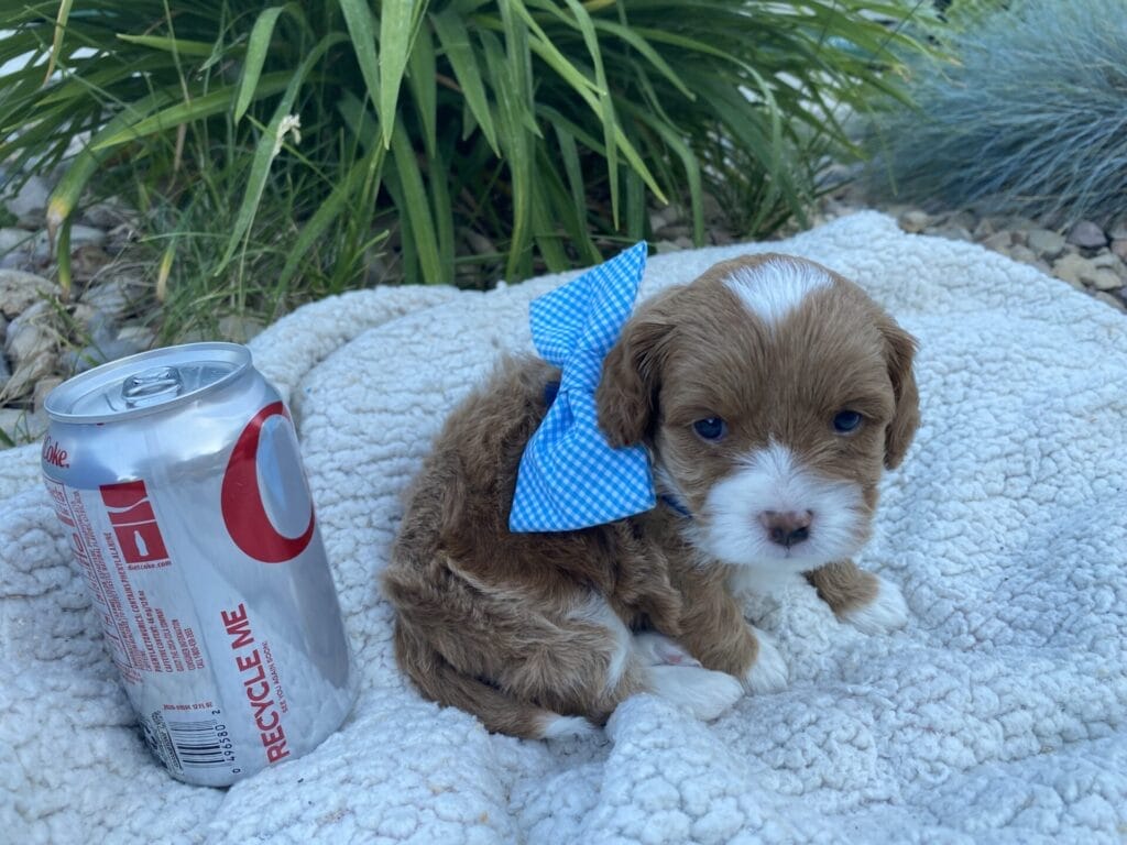 Oreo - Micro Cavapoo Boy